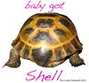 baby-got-shell.jpg