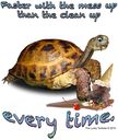 tortoise-ice-cream-cone-faster-with-the-mess-up-than-the-clean-up-every-time.jpg