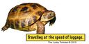 tortoise-luggage-tag.jpg