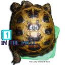 tortoise-one-in-the-shell.jpg