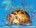 tortoise-thank-you_2.jpg