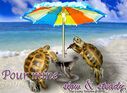 tortoises-with-wine-slow-and-steady.jpg